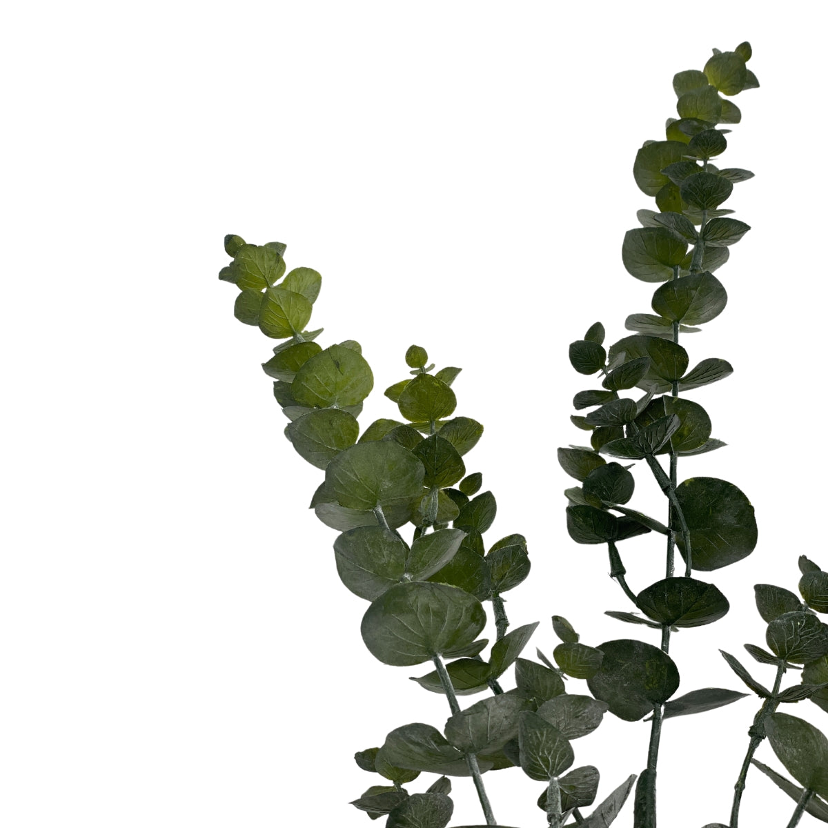 Eucalyptus – H: 90cm