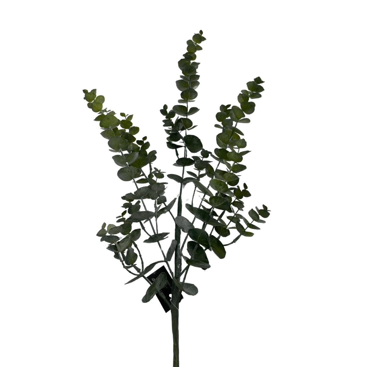 Eucalyptus – H: 90cm