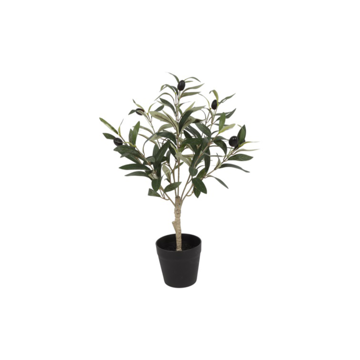 Ólífutré í potti h:50cm