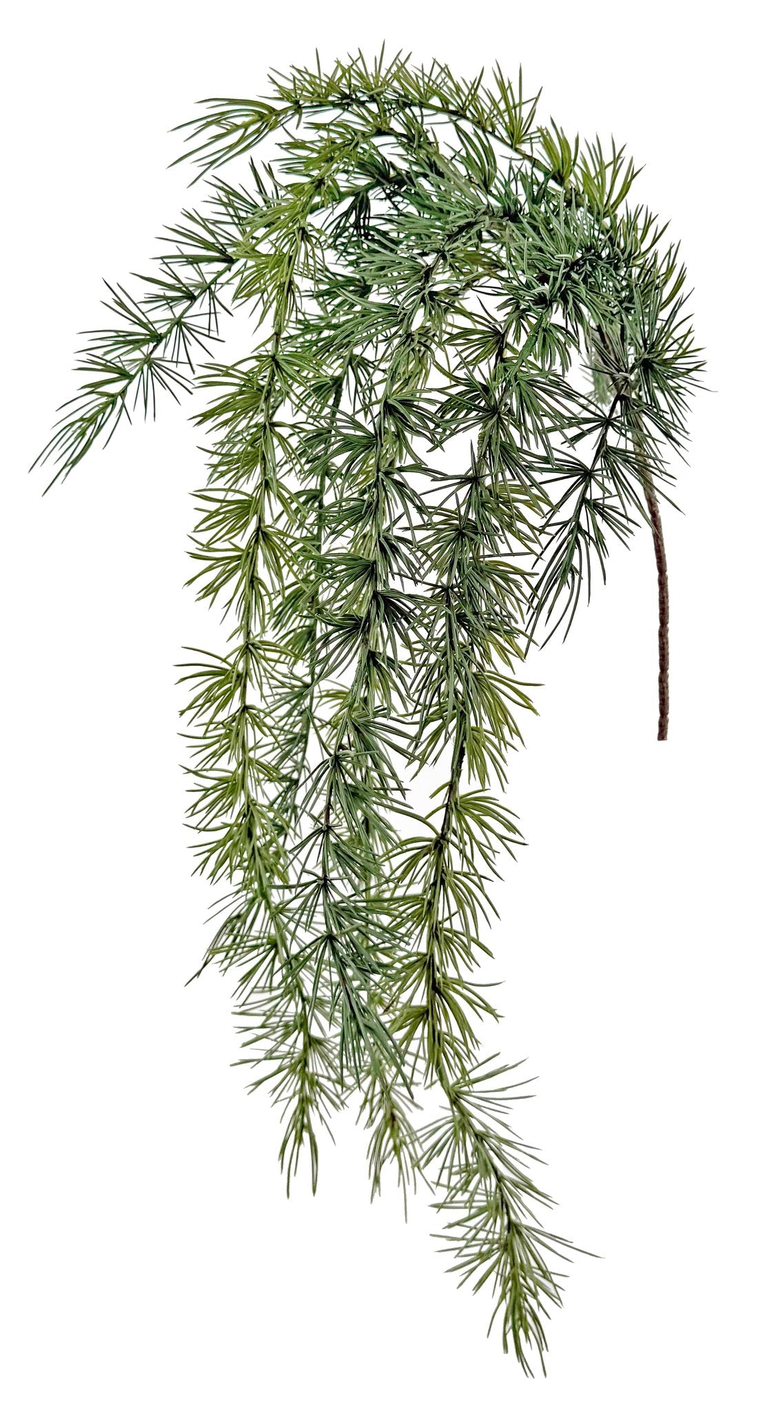 Larix gerviplanta 85cm