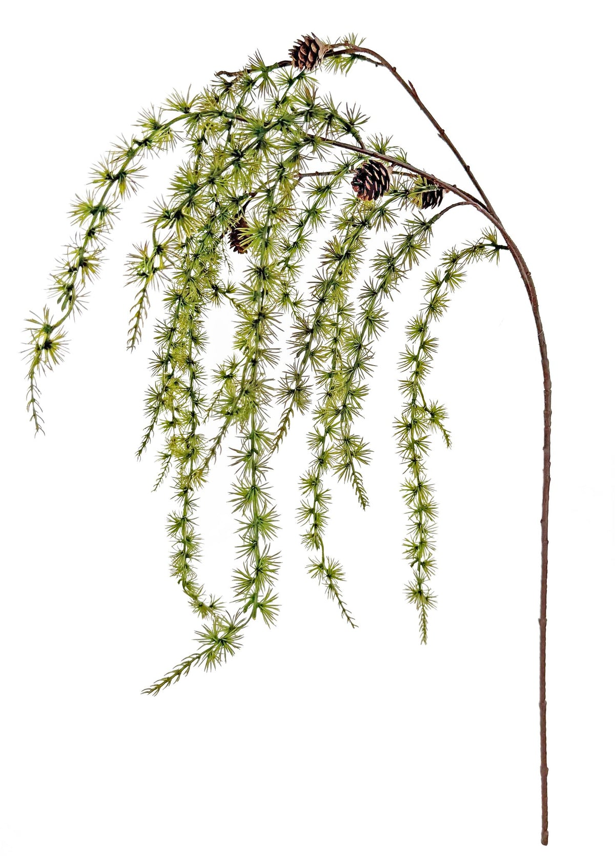 Larix gerviplanta m könglum 120cm