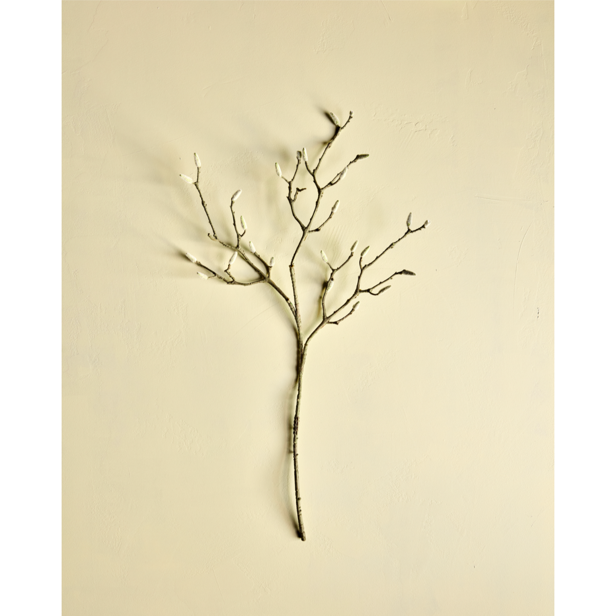 Magnolia hvít blóm 95cm