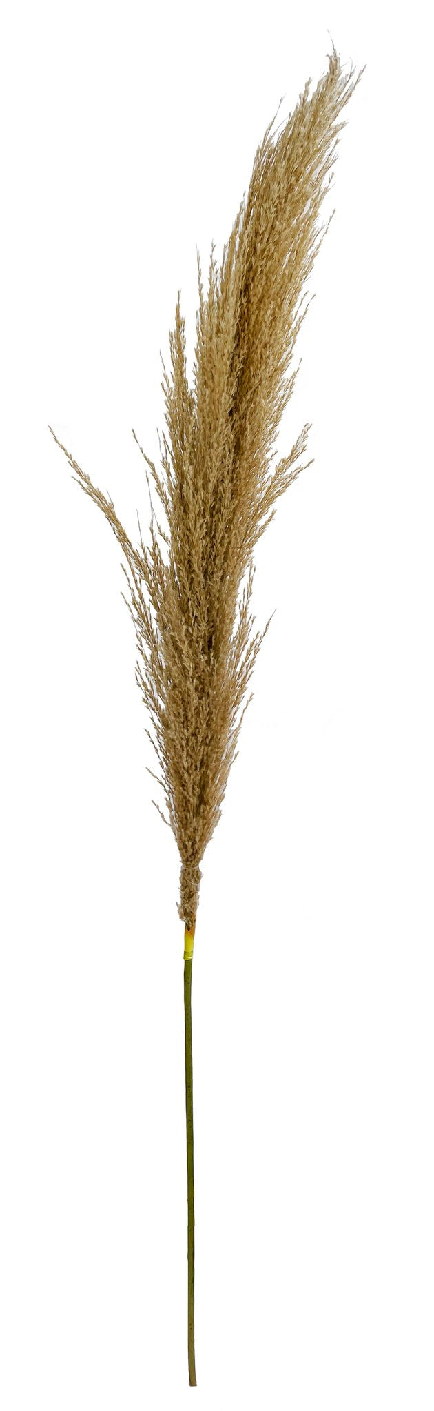 Pampas natural 117cm
