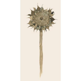 Servíettur Sunflower in decay 16stk