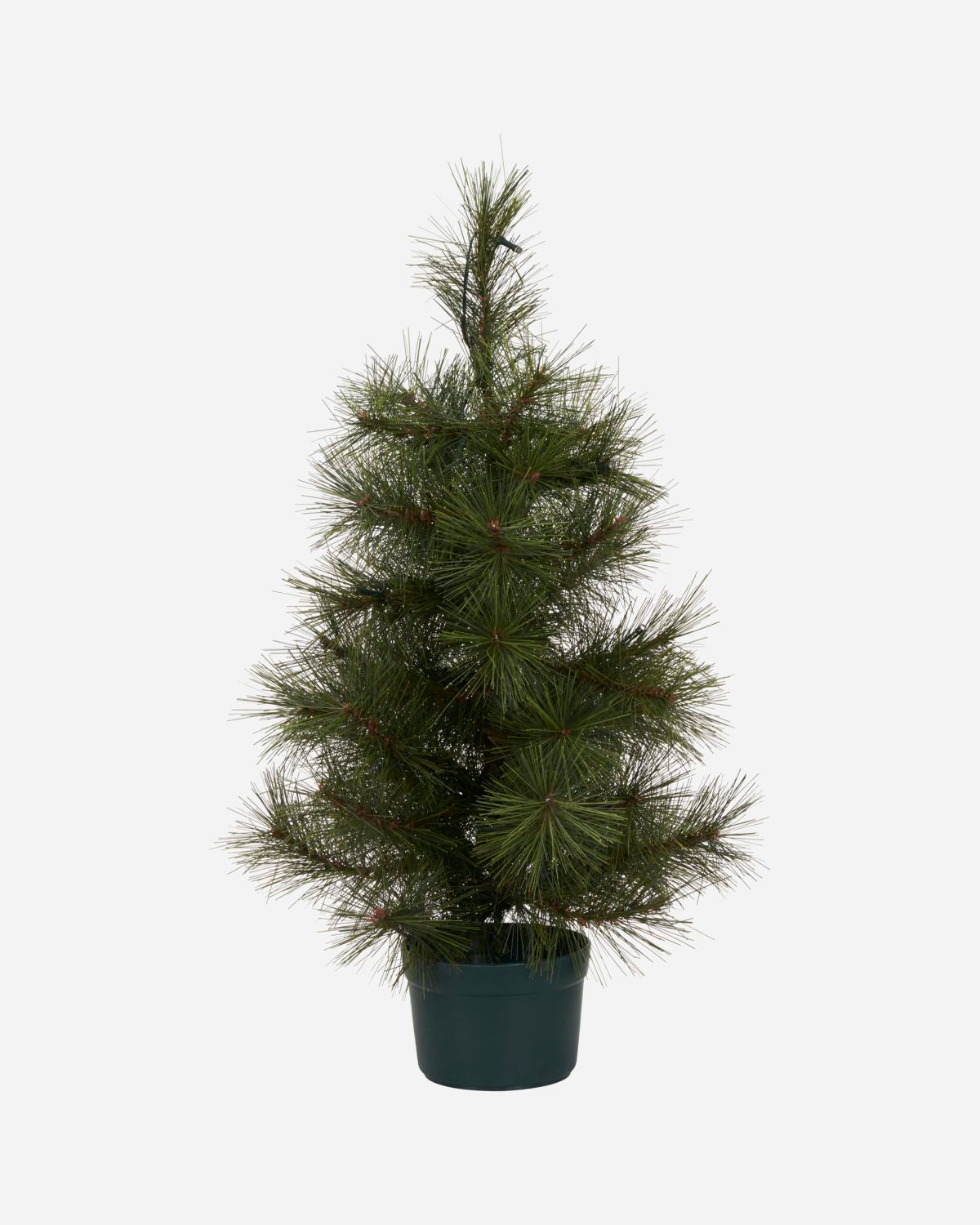 
            Jólatré Pinus grænt h:30cm