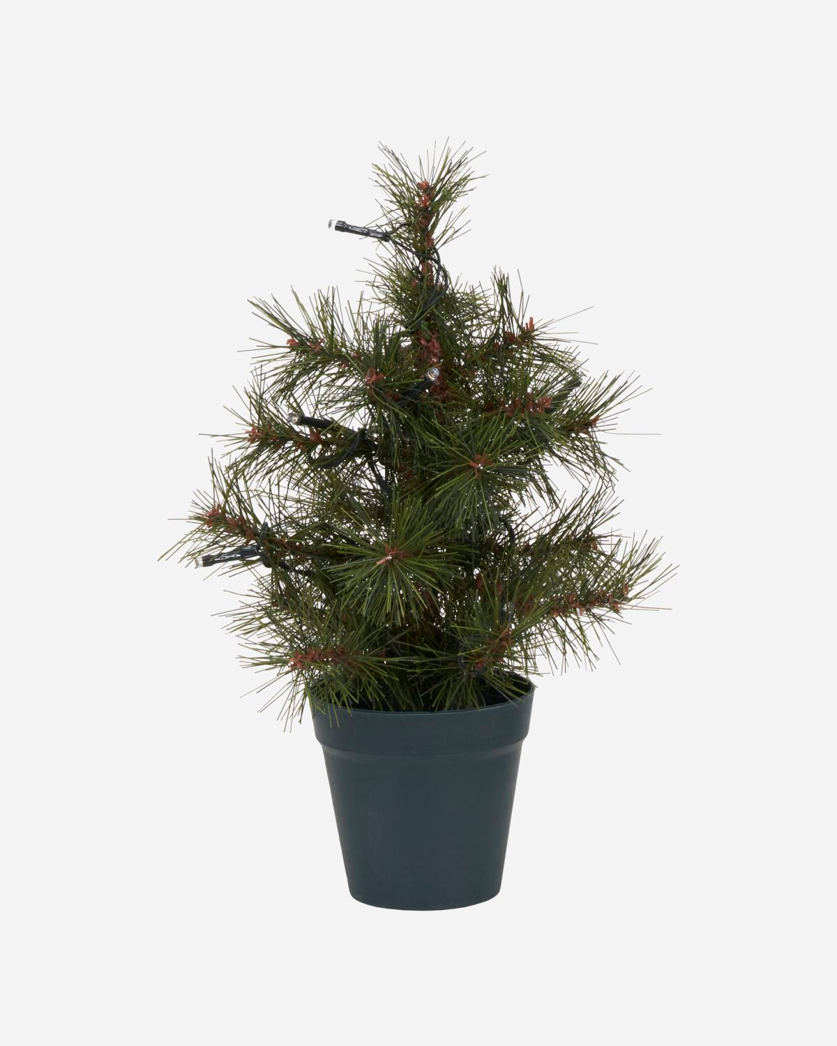 
            Jólatré Pinus grænt h:30cm