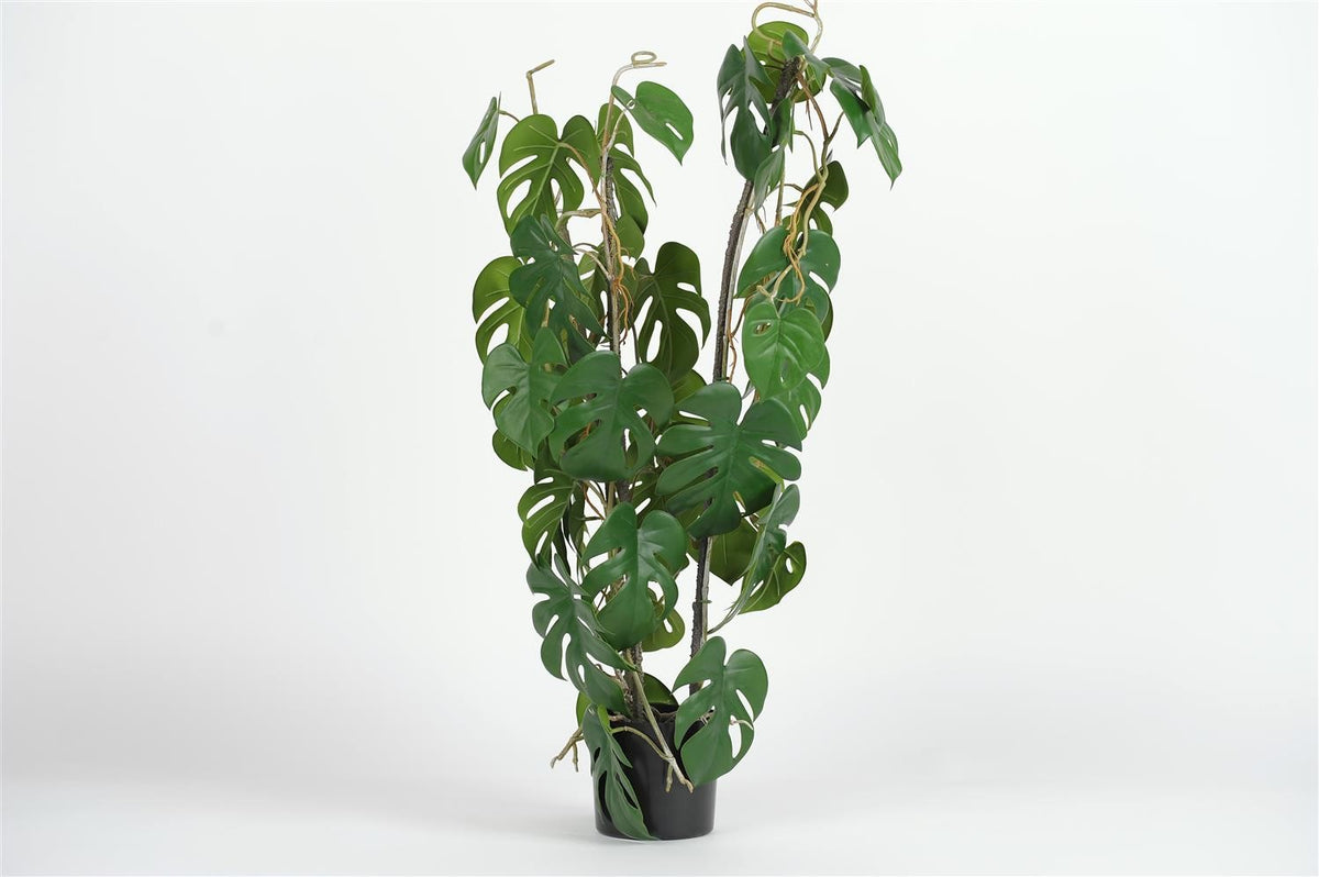 
            H80cm - Immergreen Philodendron Monstera