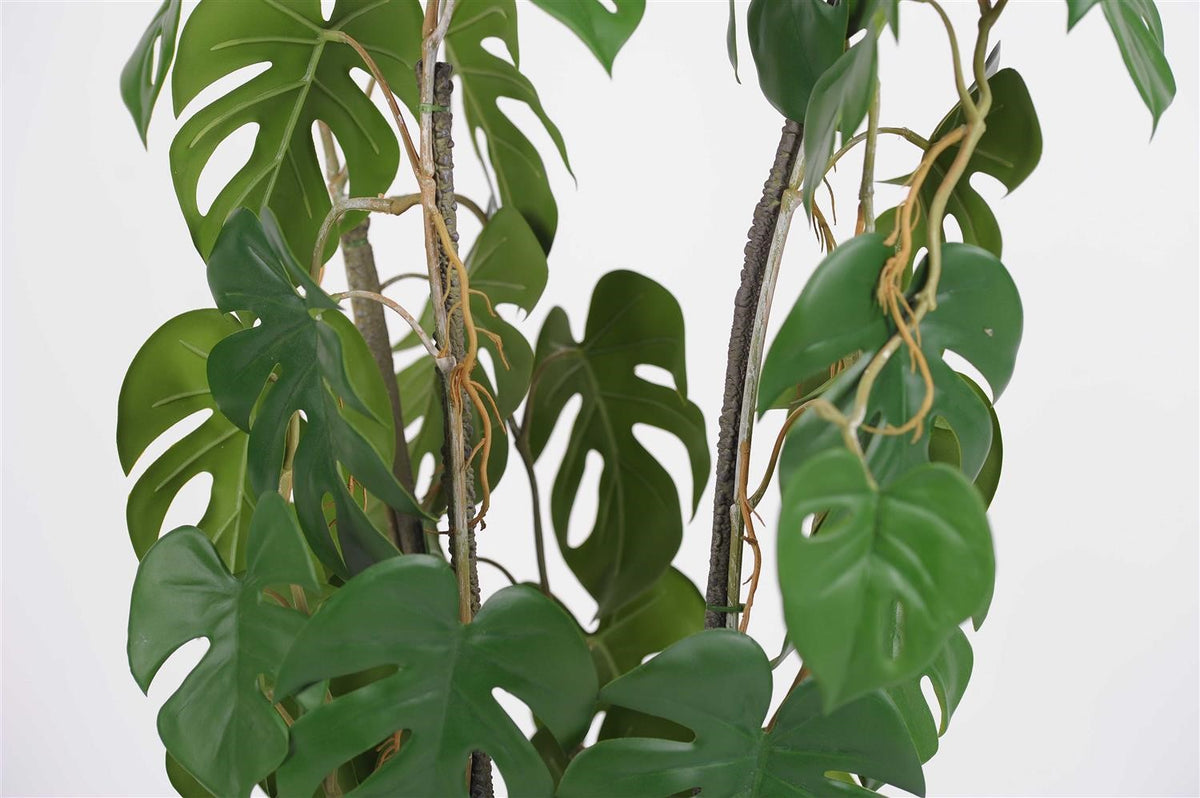 
            H80cm - Immergreen Philodendron Monstera