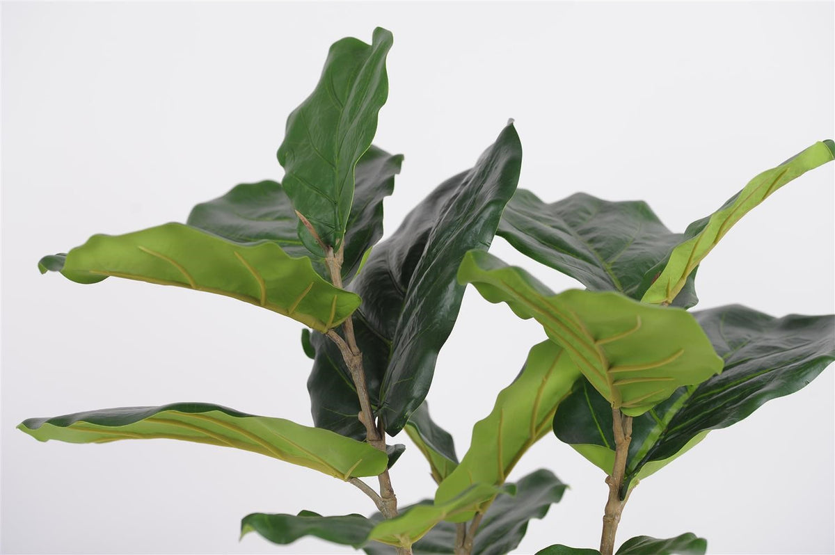 
            H56cm - Immergreen Ficus Lyrata -