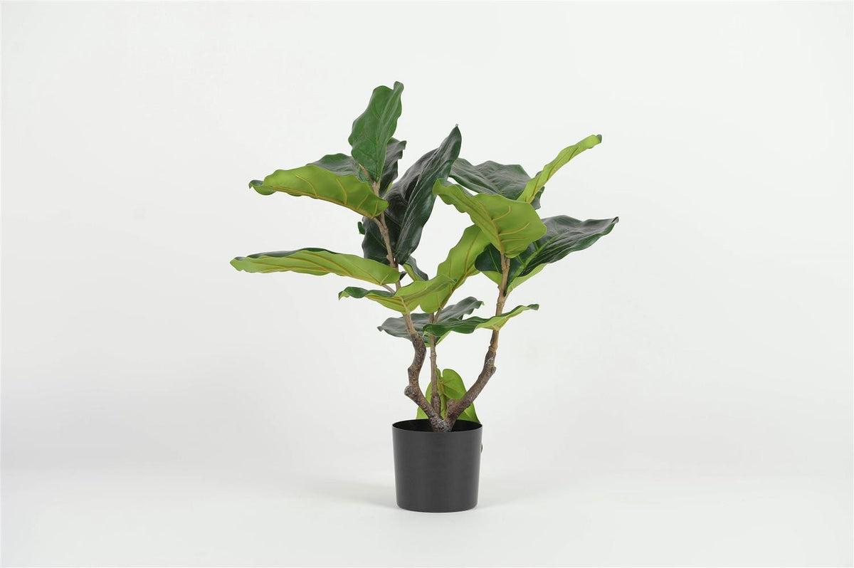 
            H56cm - Immergreen Ficus Lyrata -