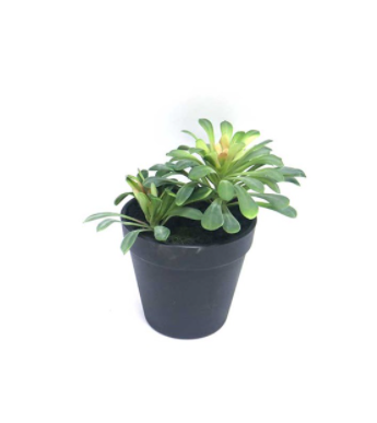 
            Plant - Succulent